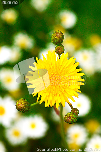Image of Flower
