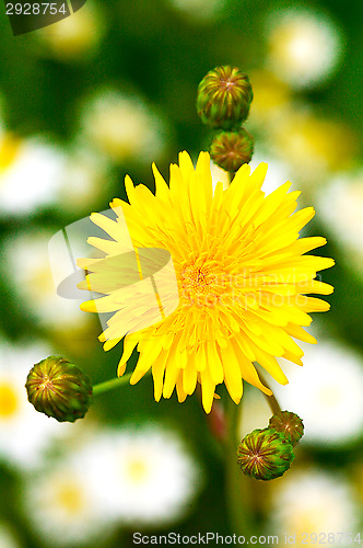 Image of Flower