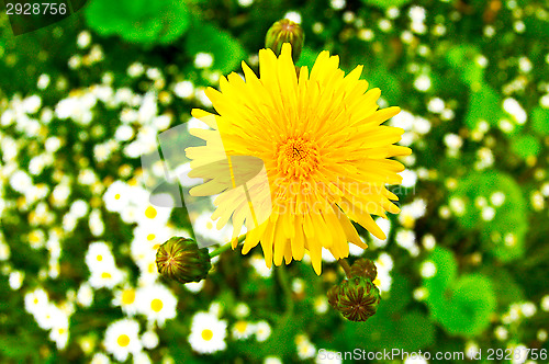 Image of Flower