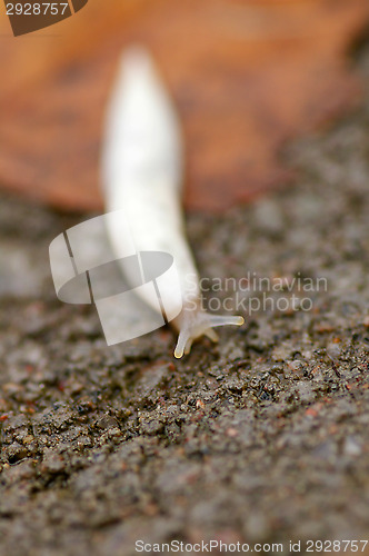 Image of Snail