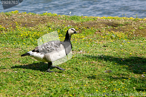 Image of Goose