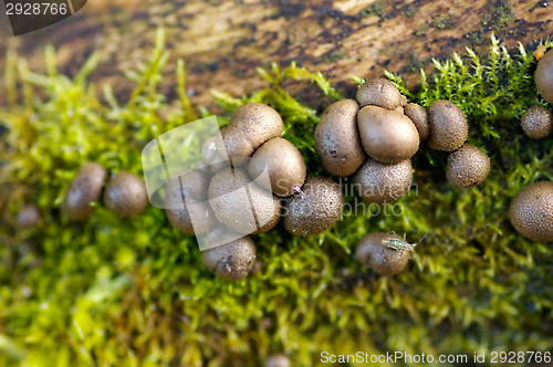 Image of Mushrooms