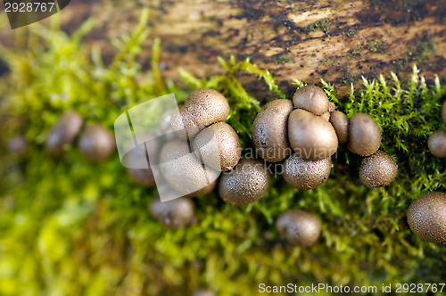 Image of Mushrooms