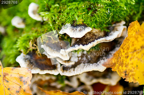 Image of Mushrooms