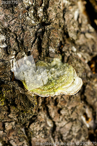 Image of Polypore