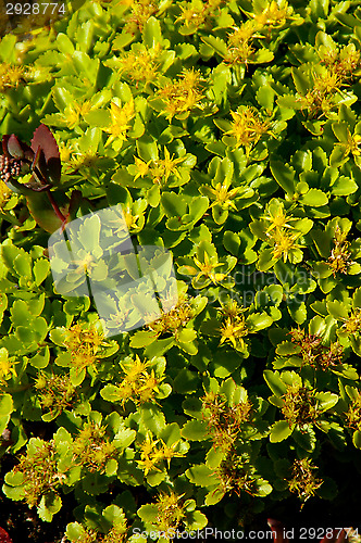 Image of Flowers