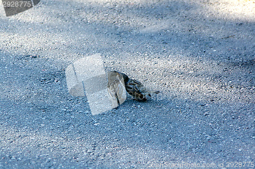 Image of Sprarrow
