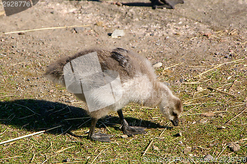 Image of Swan