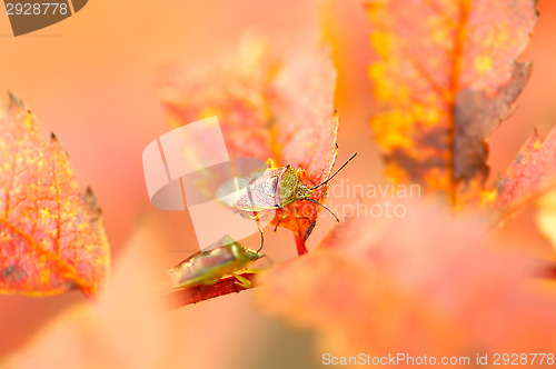 Image of Beetle