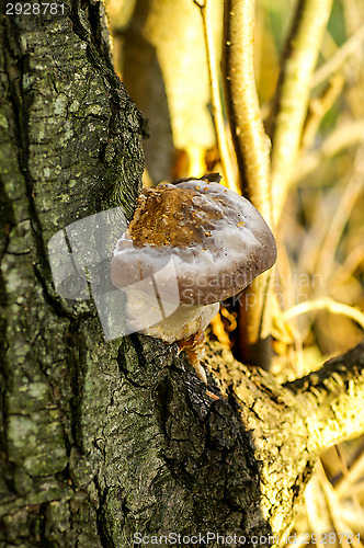Image of Polypore