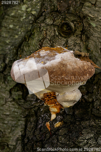 Image of Polypore