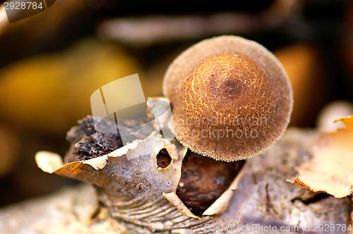 Image of Mushroom