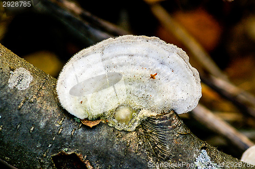 Image of Polypore