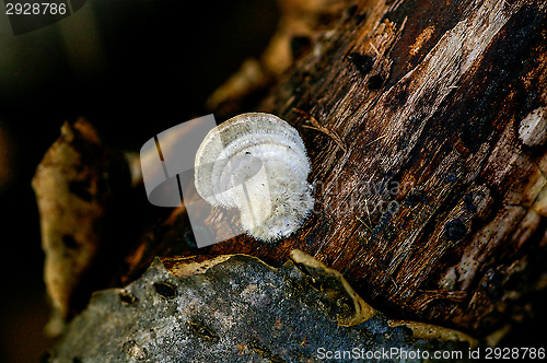 Image of Polypore