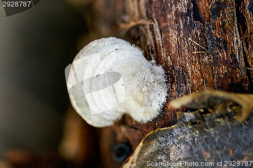 Image of Polypore