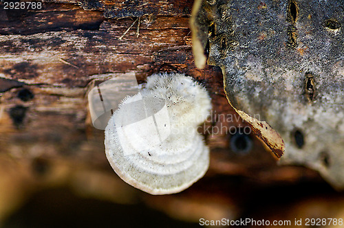 Image of Polypore