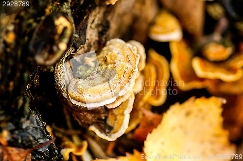 Image of Polypore