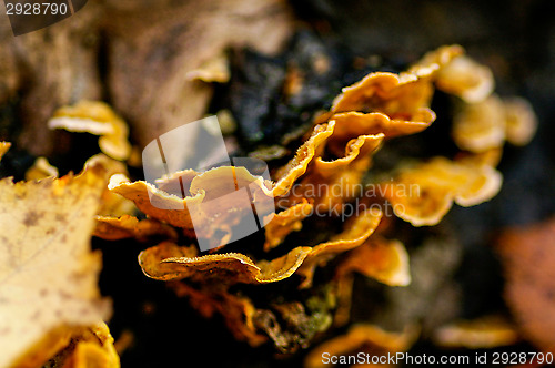 Image of Polypore