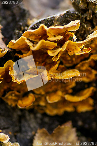 Image of Polypore