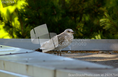 Image of Gull