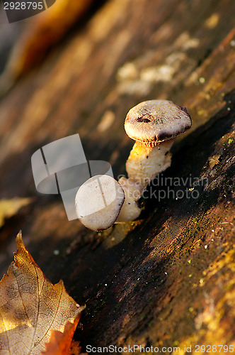 Image of Mushrooms