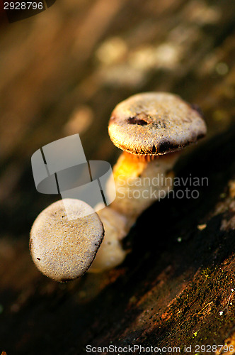 Image of Mushrooms