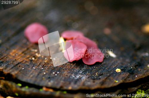 Image of Mushrooms