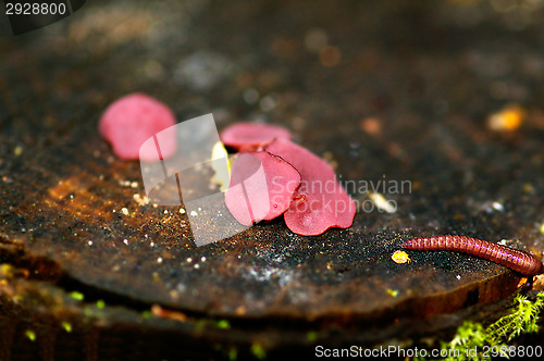 Image of Mushrooms