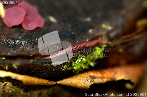 Image of Mushrooms
