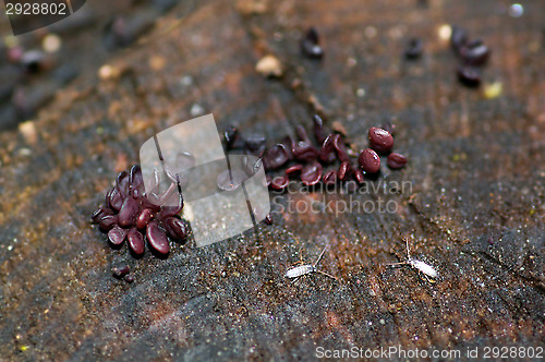 Image of Mushrooms