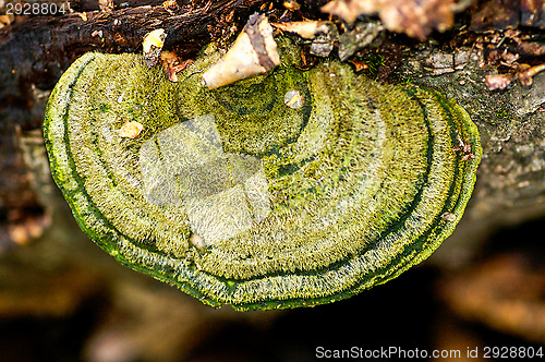 Image of Polypore