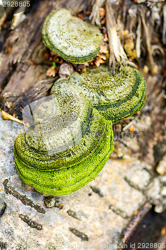 Image of Polypore