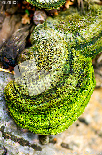 Image of Polypore