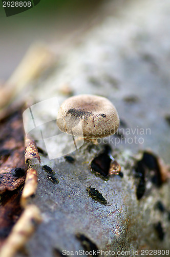 Image of Mushroom