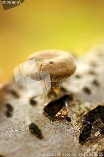 Image of Mushroom