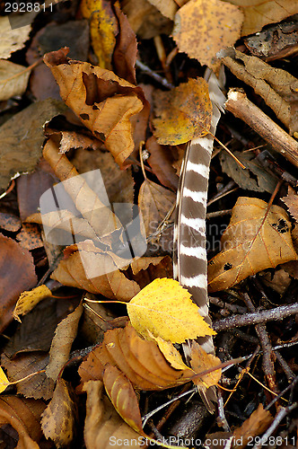 Image of Feather