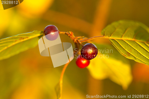 Image of Berry