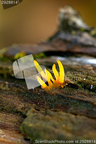Image of Mushroom