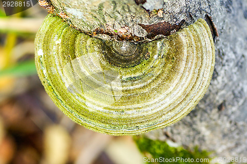 Image of Polypore