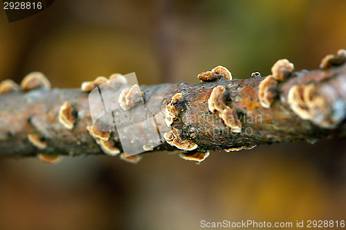 Image of Polypore