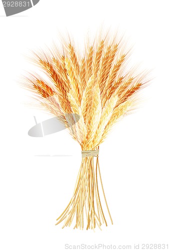 Image of Wheat ears isolated on the white background