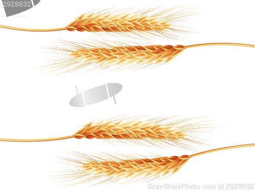 Image of Wheat ears isolated on the white background