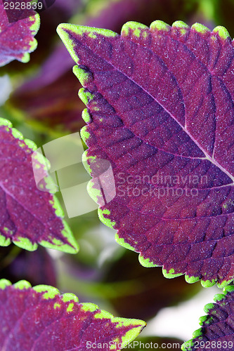 Image of coleus close up for background