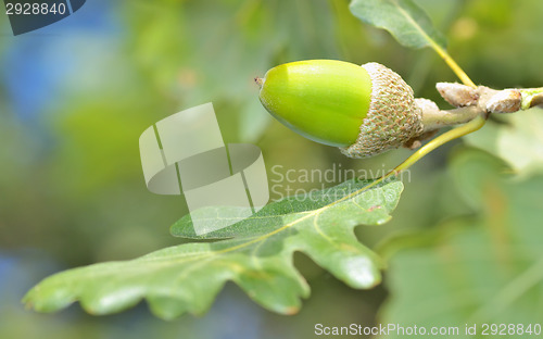 Image of green acorn