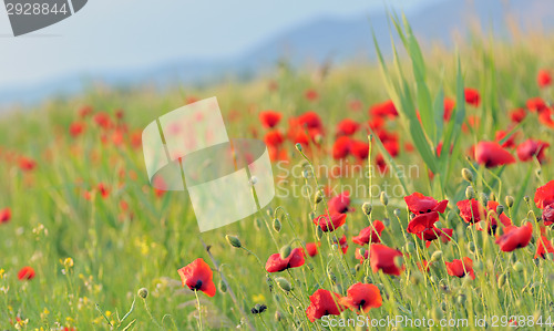 Image of poppy field