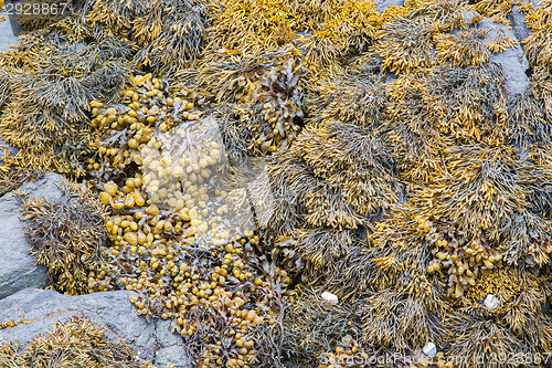 Image of Green seaweed at the sea