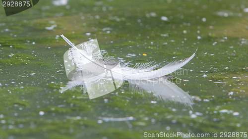 Image of Floating white plum