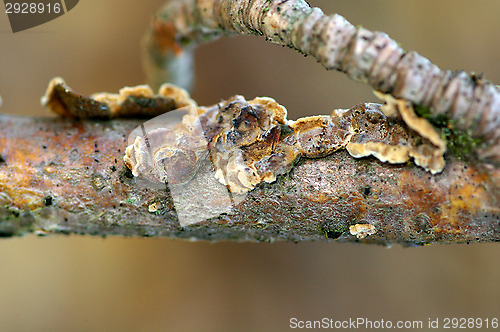 Image of Polypore