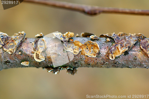 Image of Polypore