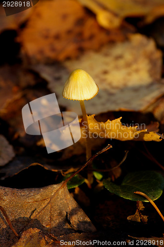 Image of Mushroom
